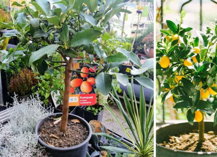 Drzewko kumkwatu w doniczce. Jak uprawiać kumkwaty w domu?