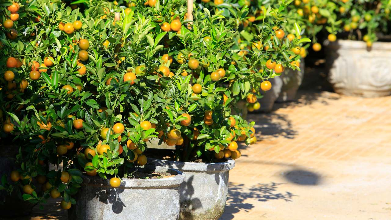 Owocujące kumkwaty w donicach ustawione w słonecznym miejscu