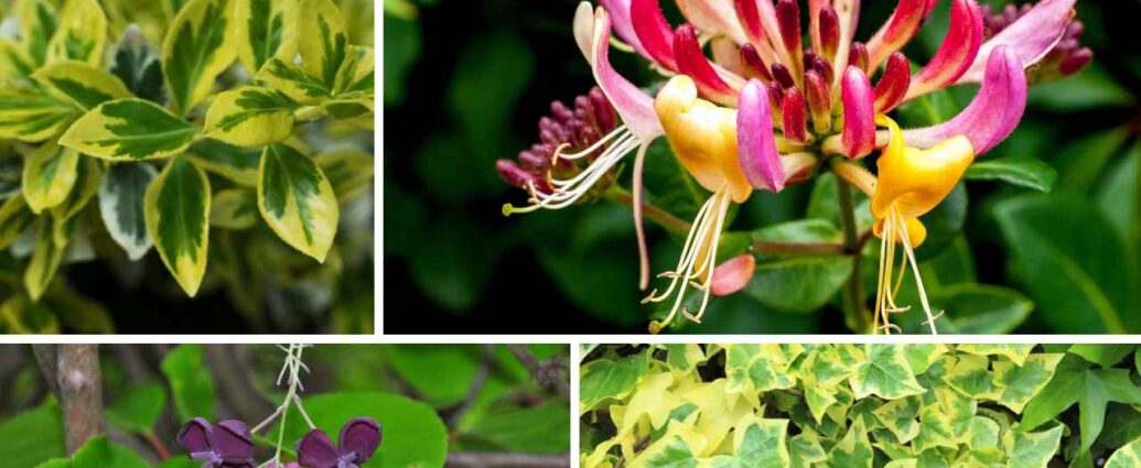 Akebia, wiciokrzew, bluszcz i trzmielina - pnącza zimozielone do ogrodu