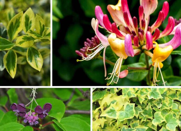 Akebia, wiciokrzew, bluszcz i trzmielina - pnącza zimozielone do ogrodu