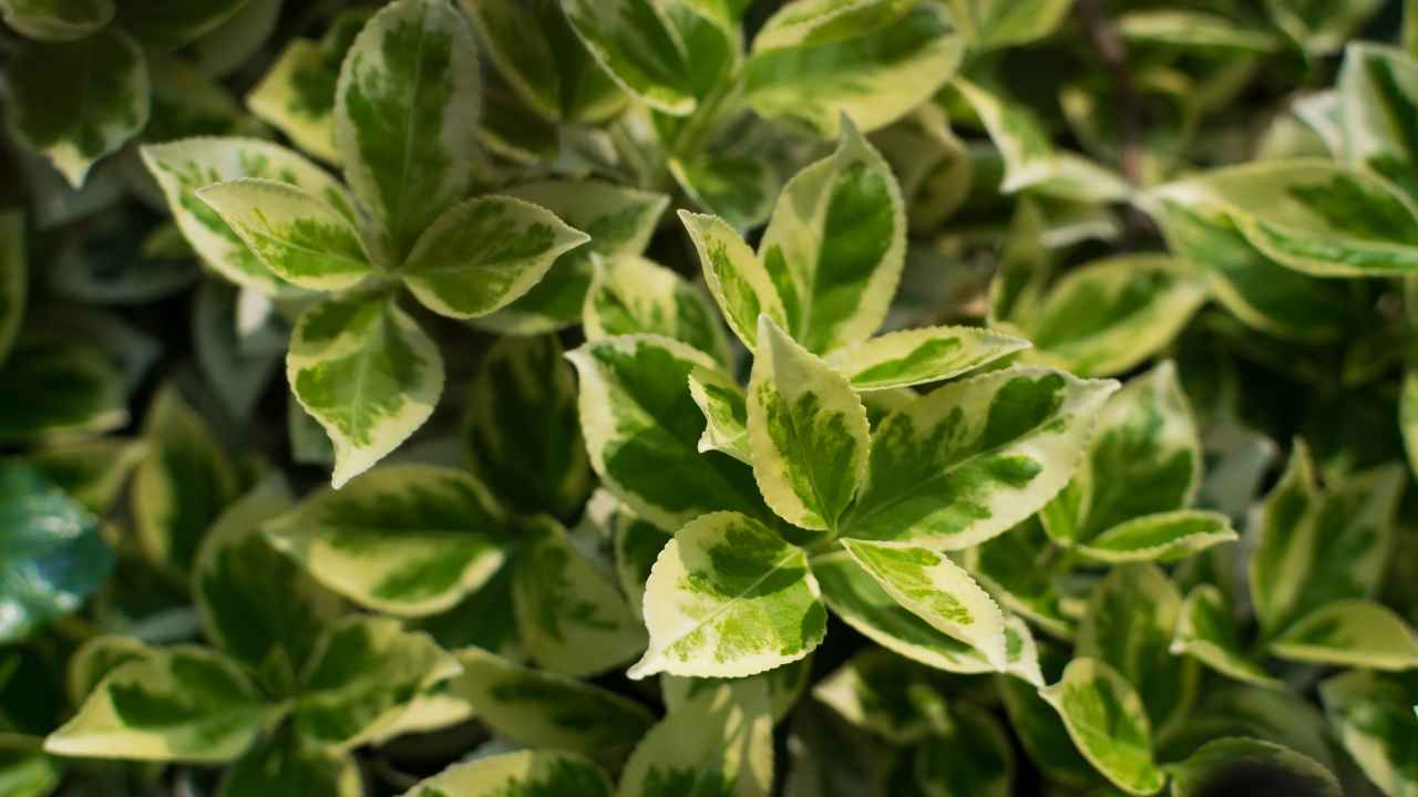 Trzmielina - zimozielone pnącze idealne na żywopłoty