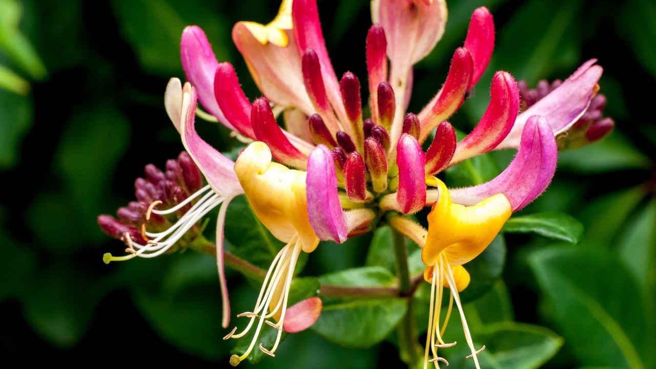 Wiciokrzew - zimozielone pnącze do ogrodu