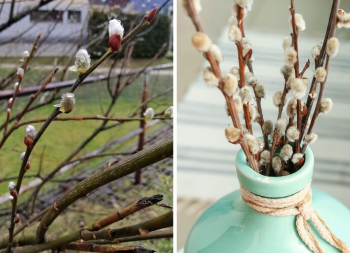 Bazie, czyli kotki wierzbowe - wiosenna i wielkanocna dekoracja