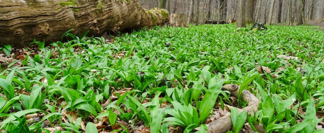Czosnek niedźwiedzi dziko rosnący w lesie liściastym