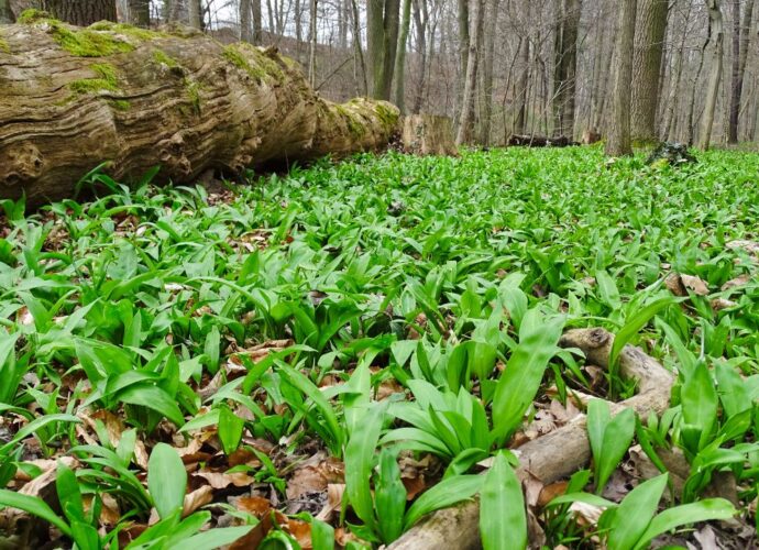 Czosnek niedźwiedzi dziko rosnący w lesie liściastym