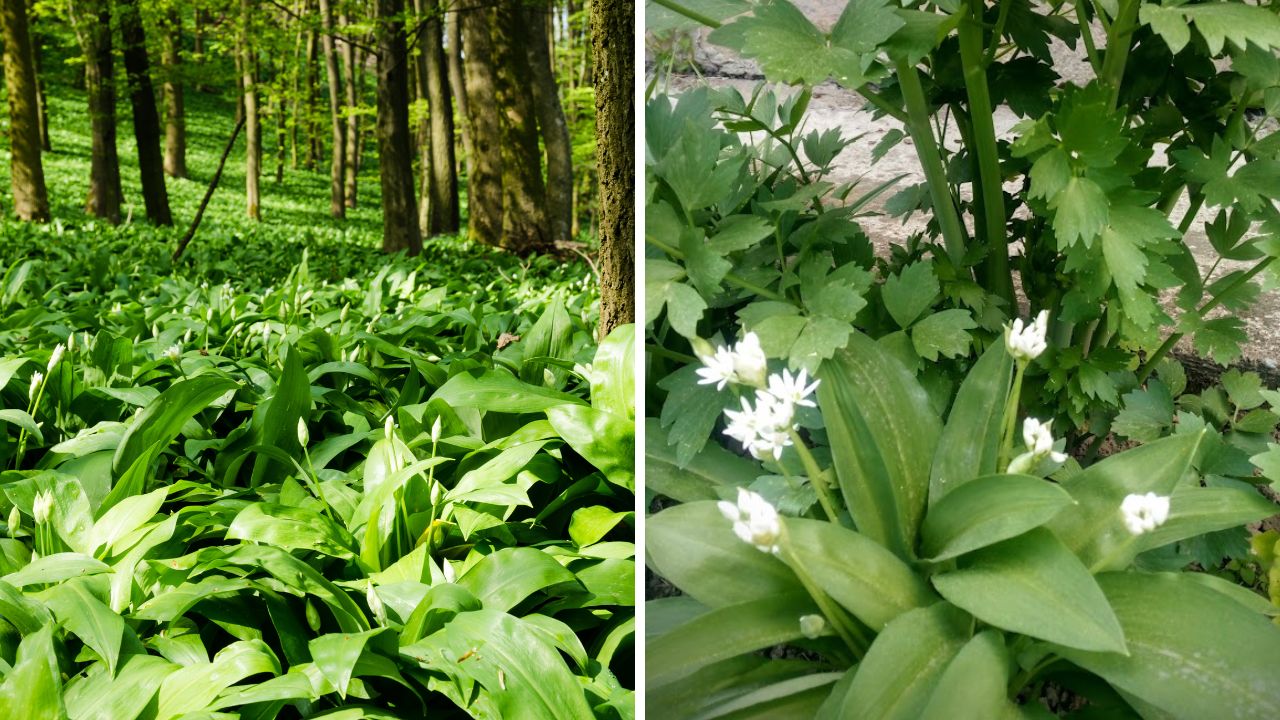 Czosnek niedźwiedzi - rosnący dziko w lesie i roślina w ogrodzie
