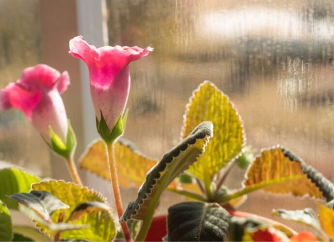 Gloksynia w czasie przekwitania