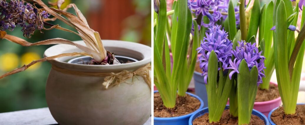 Jak zadbać o hiacynty po przekwitnięciu, aby zakwitły ponownie?