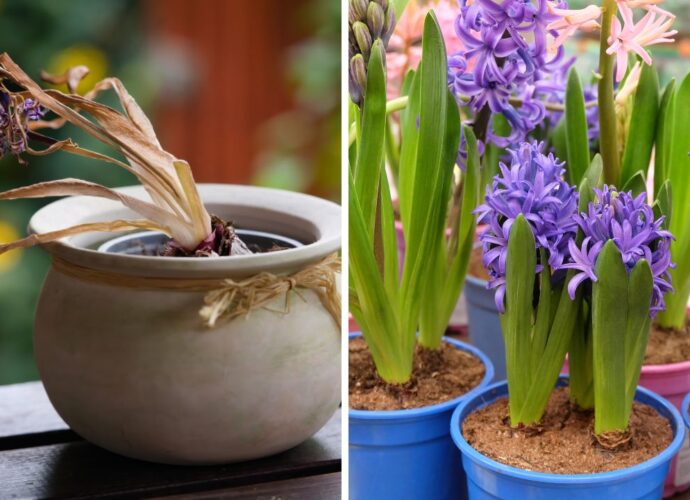 Jak zadbać o hiacynty po przekwitnięciu, aby zakwitły ponownie?
