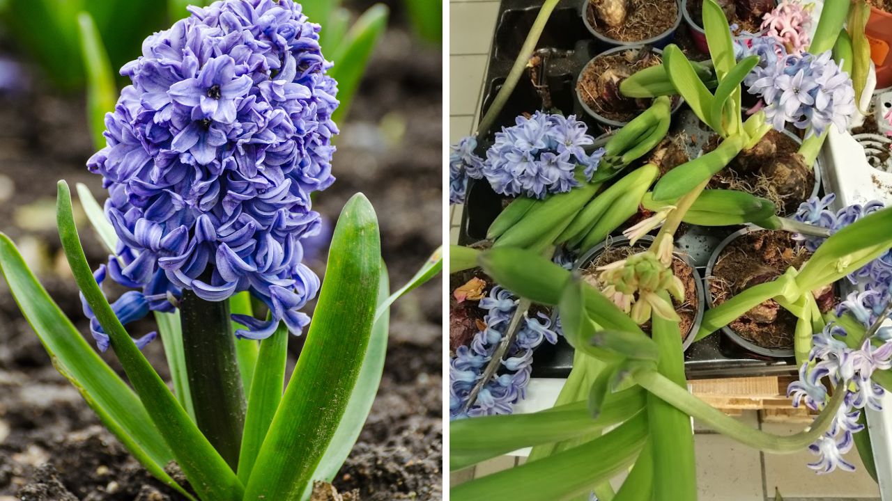 Hiacynt z doniczki posadzony w gruncie