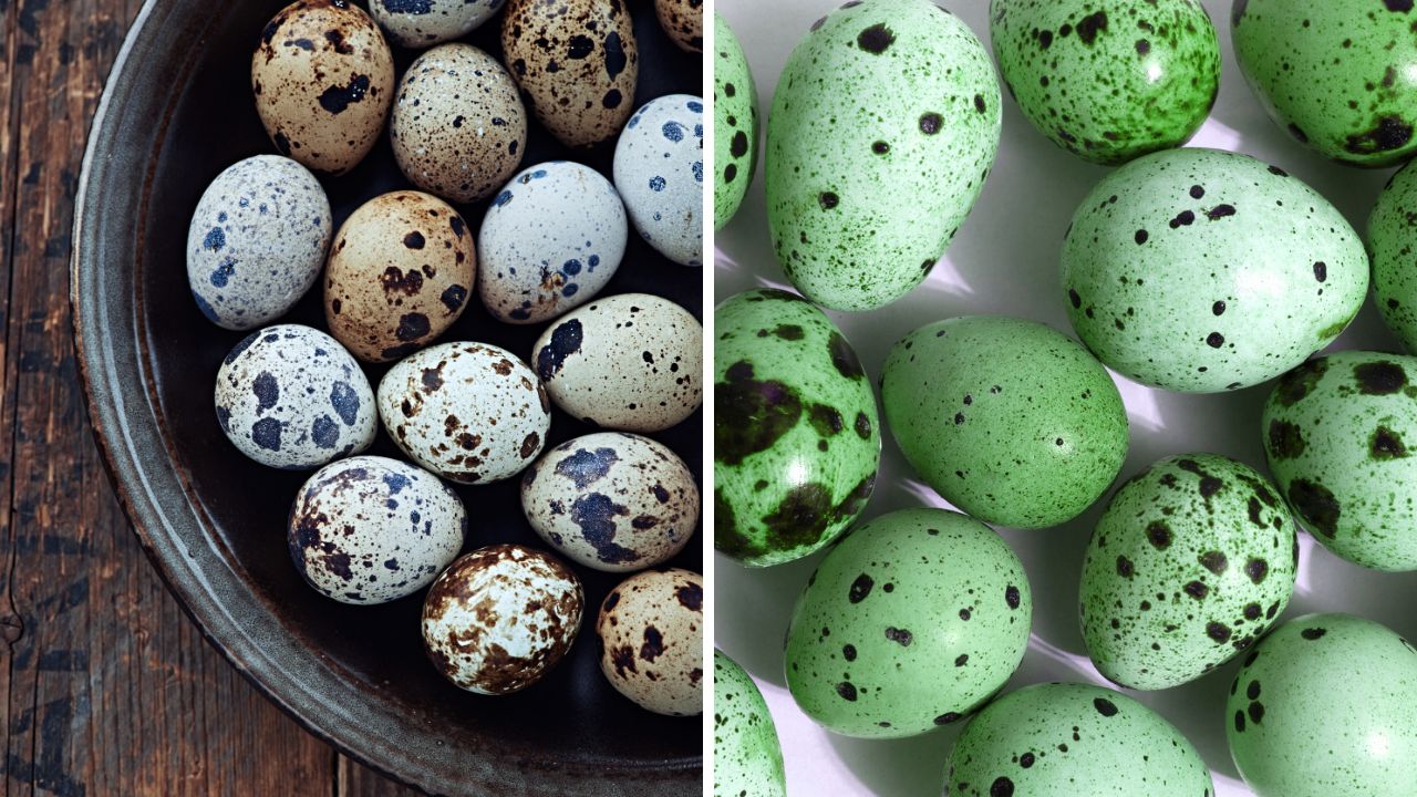 Jajka przepiórcze i pisanki z jajek przepiórczych zabarwione na zielono
