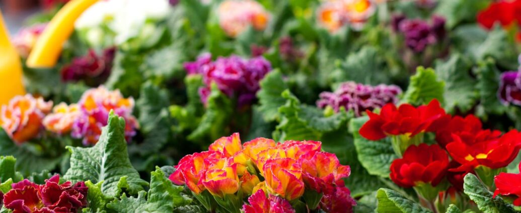 Kwitnące prymulki. Co zrobić z roślinami, kiedy już przekwitną?