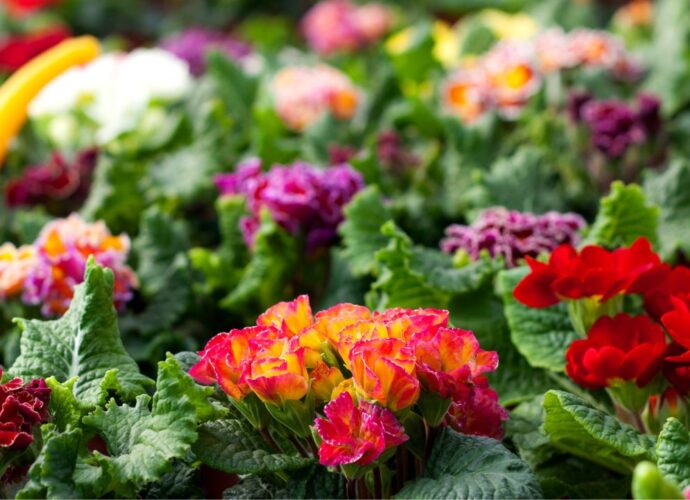 Kwitnące prymulki. Co zrobić z roślinami, kiedy już przekwitną?