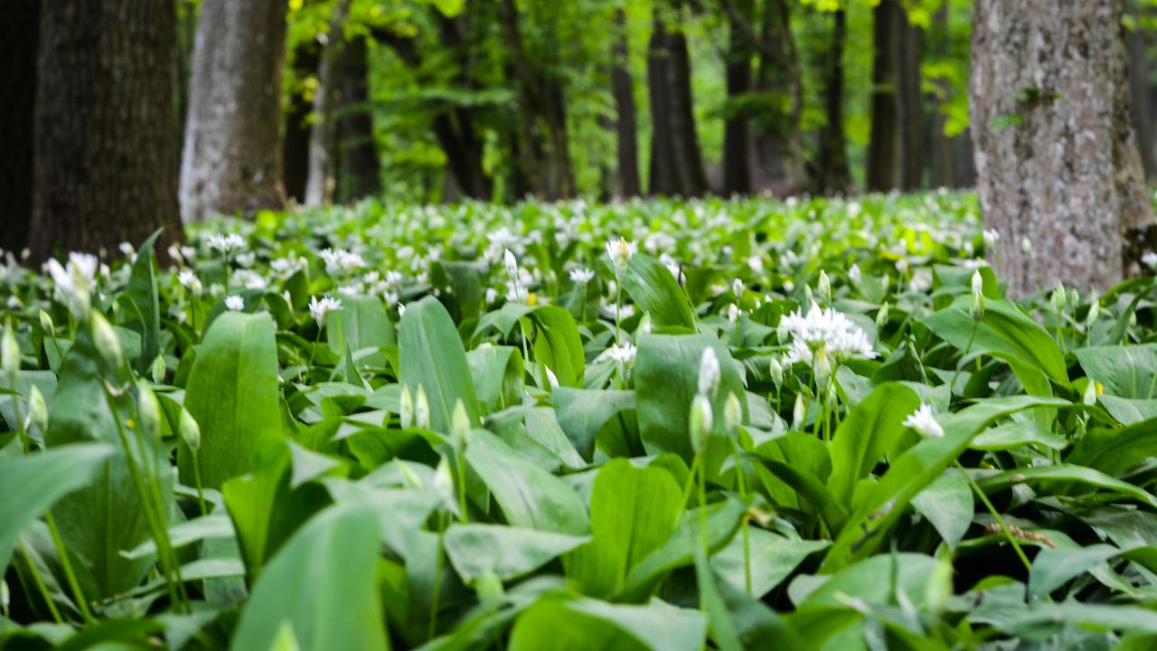 Dywan kwitnącego czosnku niedźwiedziego