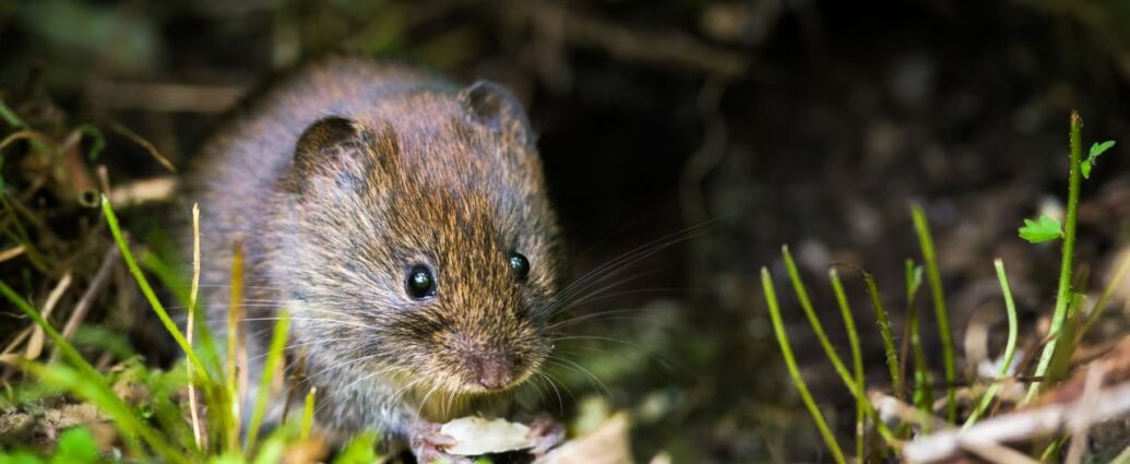 Nornica w ogrodzie. Jak pozbyć się tych gryzoni?