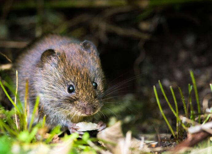 Nornica w ogrodzie. Jak pozbyć się tych gryzoni?