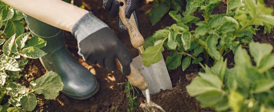 Porządkowanie ogrodu