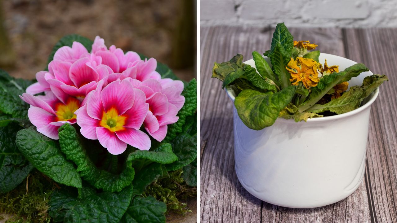 Co zrobić z prymulką, kiedy już przekwitnie?