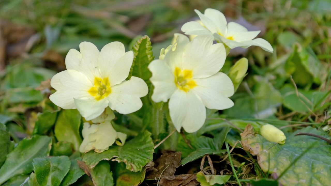 Kwitnąca na żółto prymulka posadzona w ogrodzie