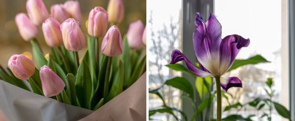 Świeże tulipany w wazonie i kwiat, który już przekwita