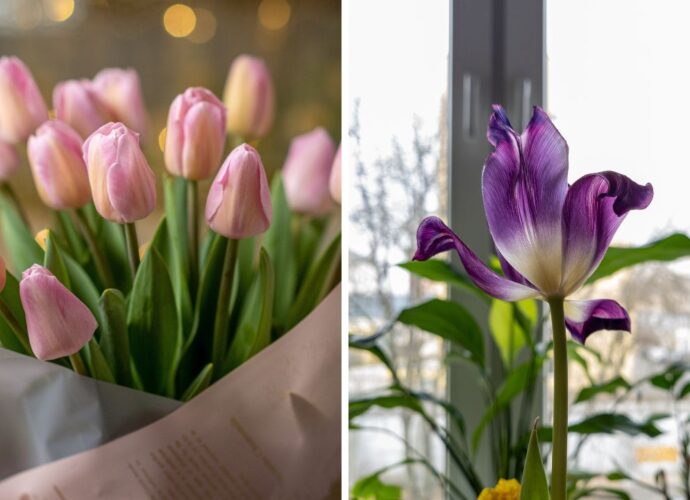 Świeże tulipany w wazonie i kwiat, który już przekwita