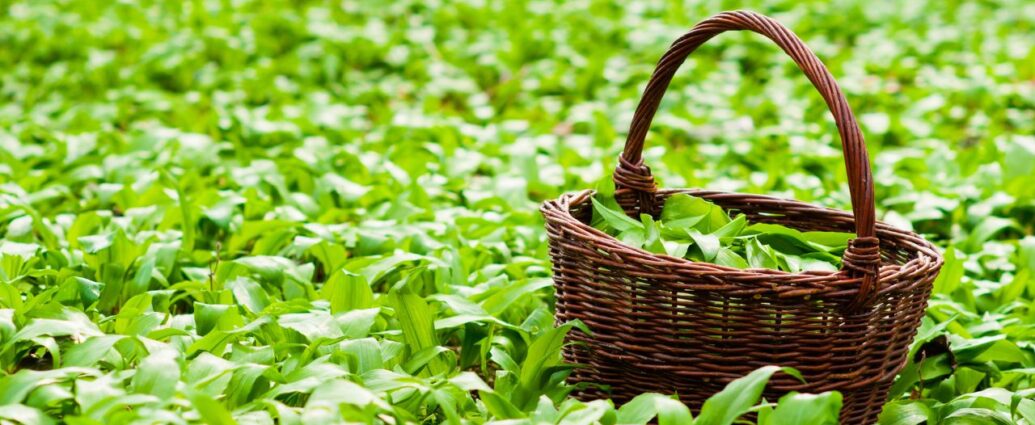 Zbiór czosnku niedźwiedziego do wiklinowego koszyka