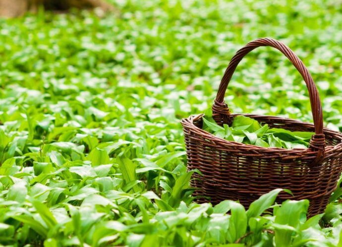 Zbiór czosnku niedźwiedziego do wiklinowego koszyka