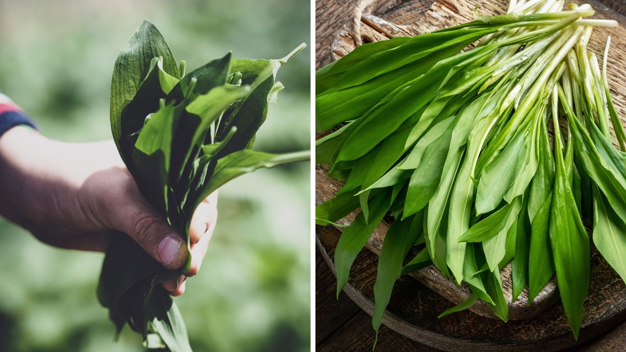 Zebrane ujście czosnku niedźwiedziego