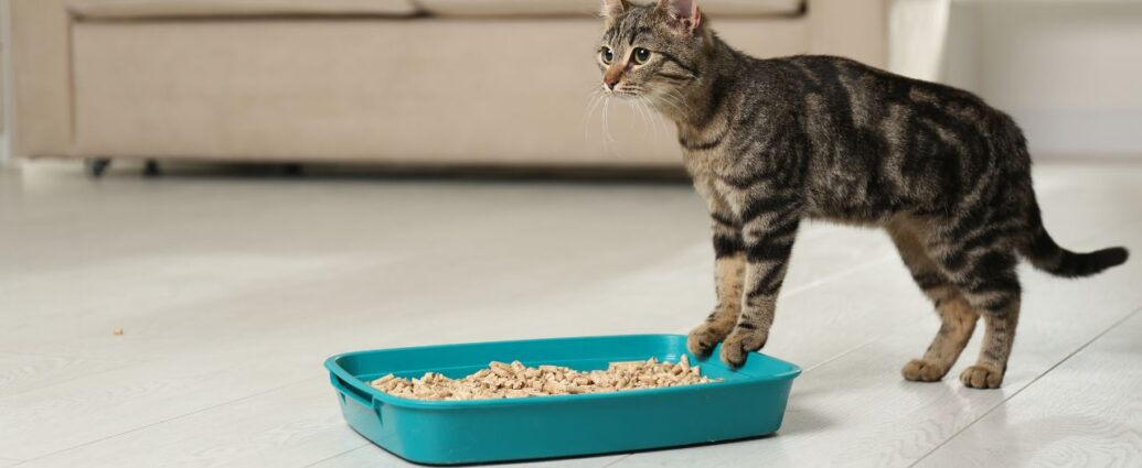 Jak wykorzystać żwirek dla kota w domu? Kilka pomysów