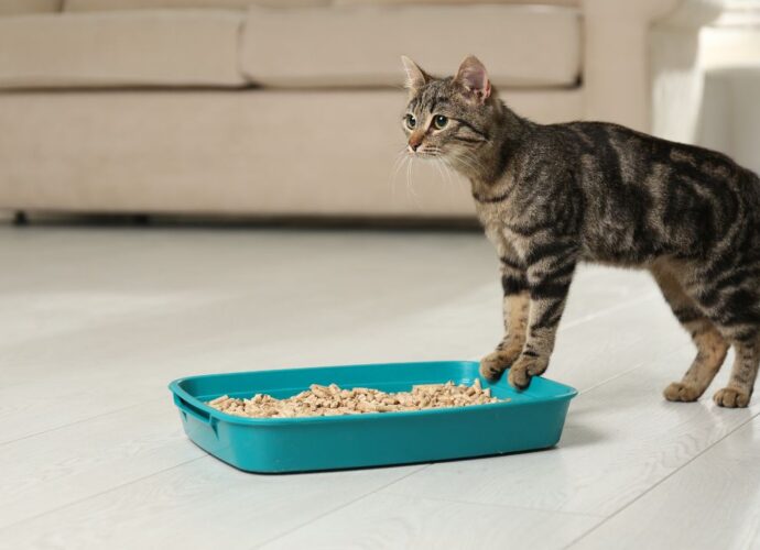 Jak wykorzystać żwirek dla kota w domu? Kilka pomysów