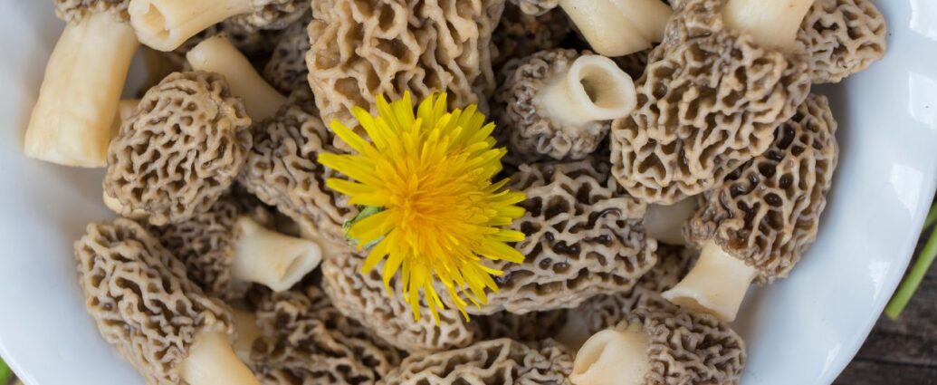 Smardze ułożone na białym talerzu