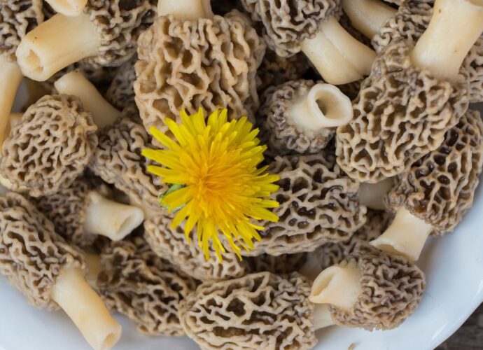 Smardze ułożone na białym talerzu