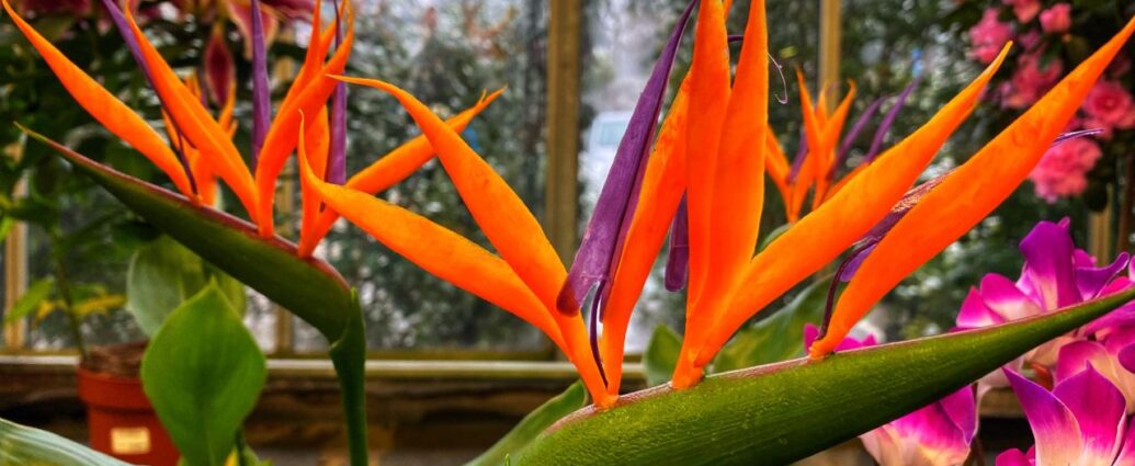 Kwitnąca strelicja w mieszkaniu