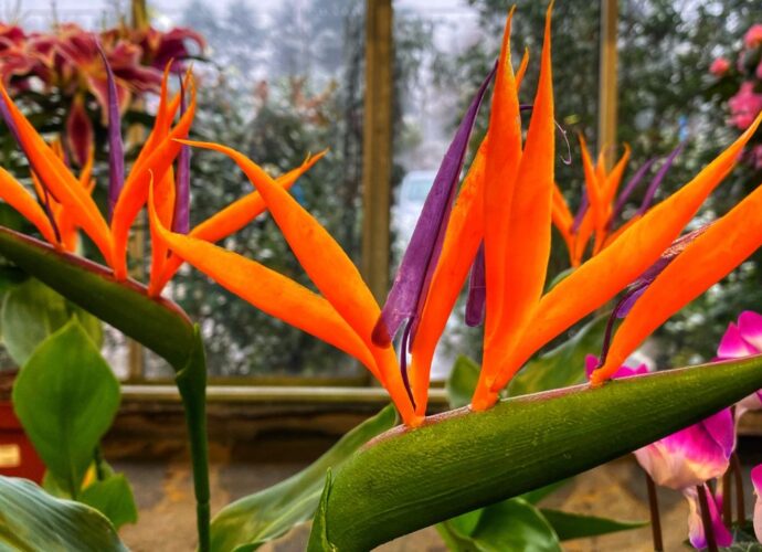 Kwitnąca strelicja w mieszkaniu