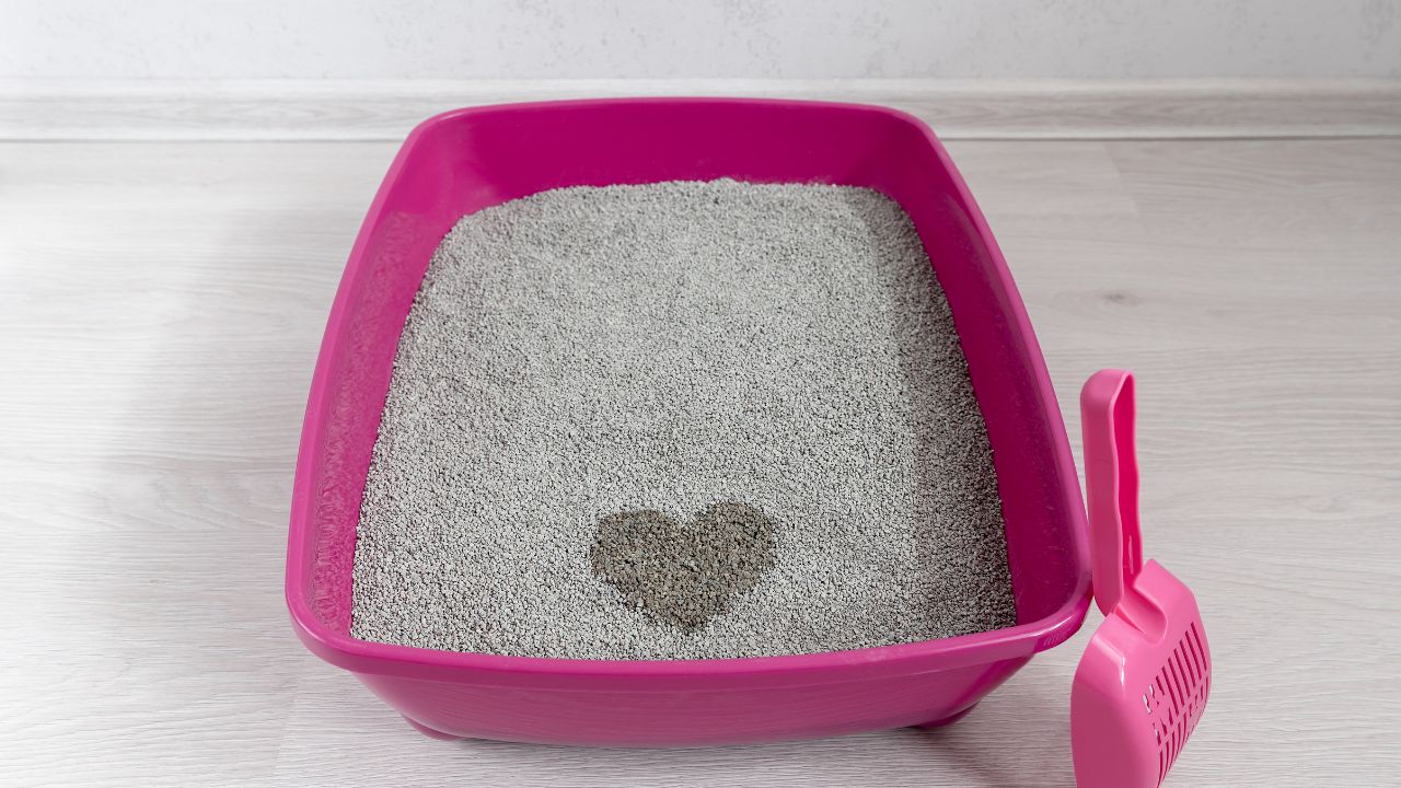 Żwirek dla kota w kuwecie