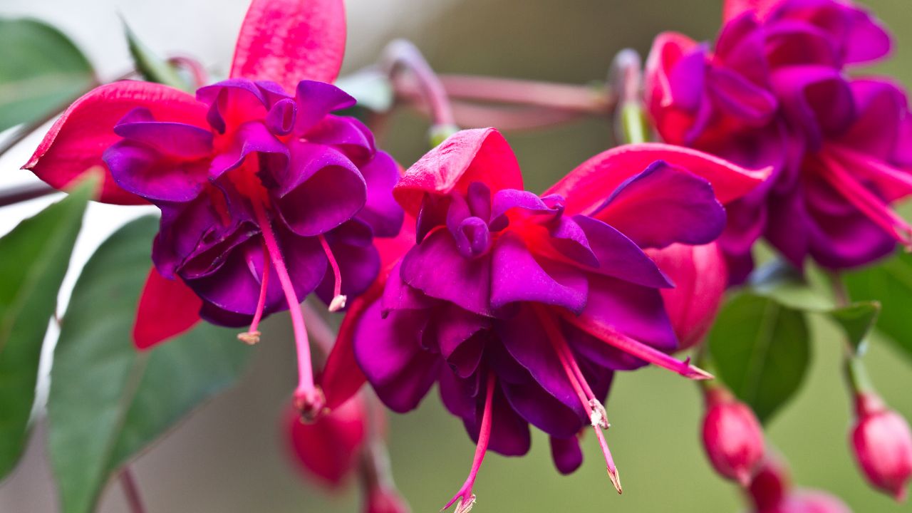 Fuksja, czyli ułanka to przepiękna roślina, która zachwyca kwiatami