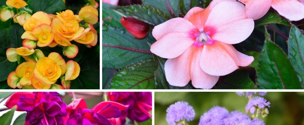 Kwiaty balkonowe do cienia - begonia, niecierpek, fuksja, żeniszek