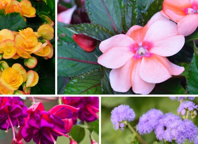 Kwiaty balkonowe do cienia - begonia, niecierpek, fuksja, żeniszek