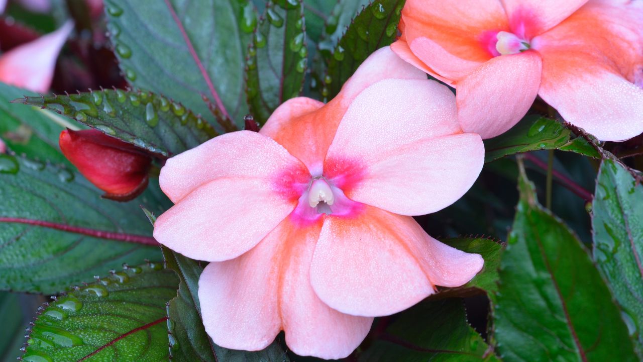 Niecierpek - roślina idealna na zacienione balkony