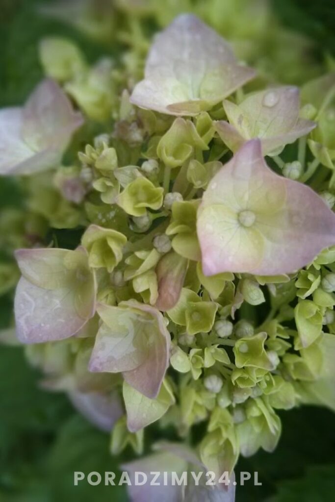 Hortensja na początku sezony kwitnienia