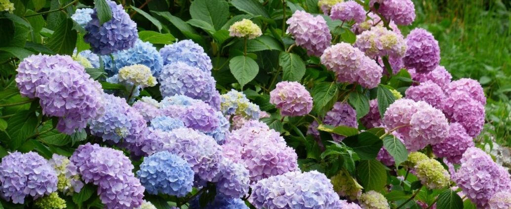 Hortensje w szczycie kwitnienia zachwycają wyglądem