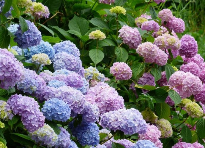 Hortensje w szczycie kwitnienia zachwycają wyglądem