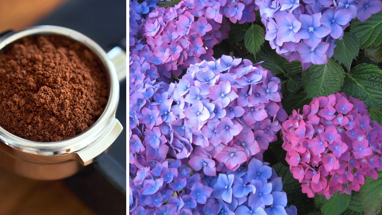 Fusy z kawy to doskonały nawóz pod hortensje