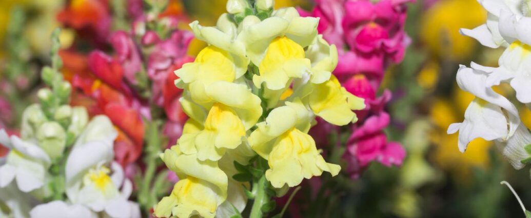 Kwitnące lwie paszcze w ogrodzie