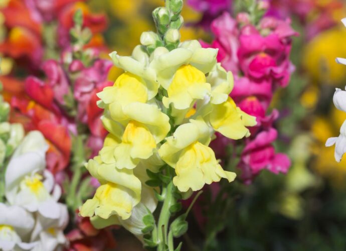 Kwitnące lwie paszcze w ogrodzie