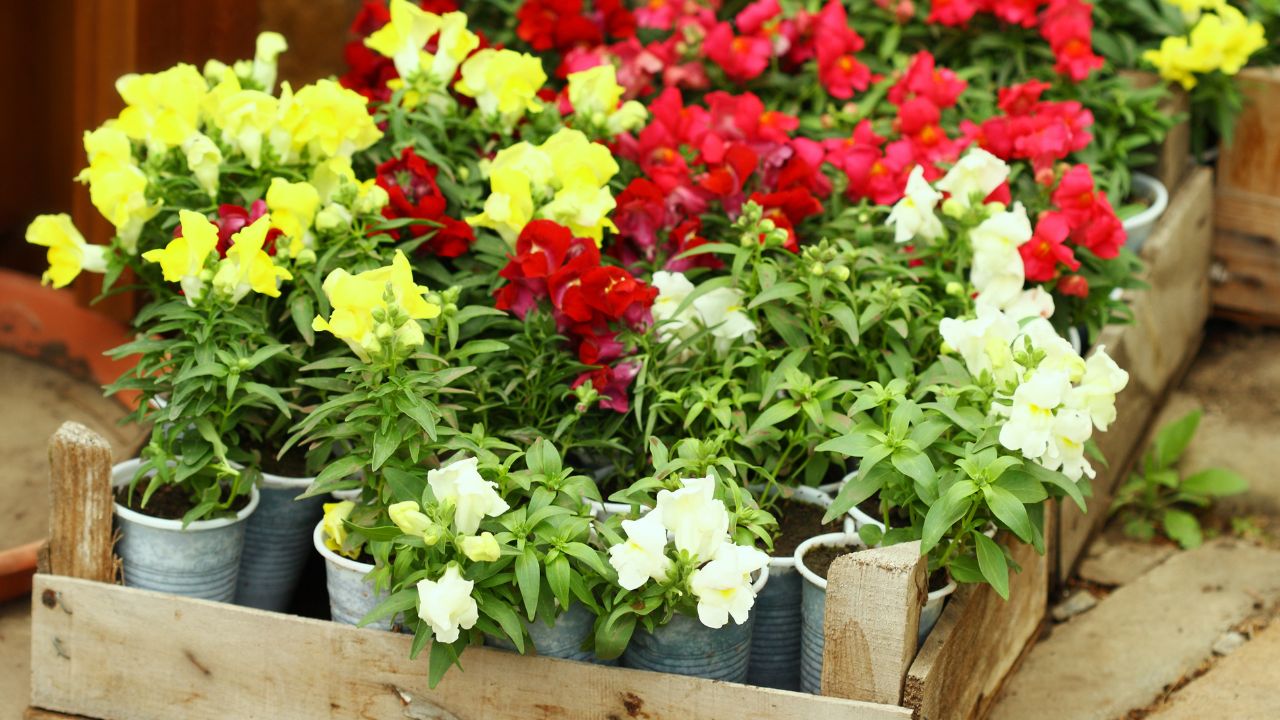 Sadzonki lwich paszczy w skrzynce