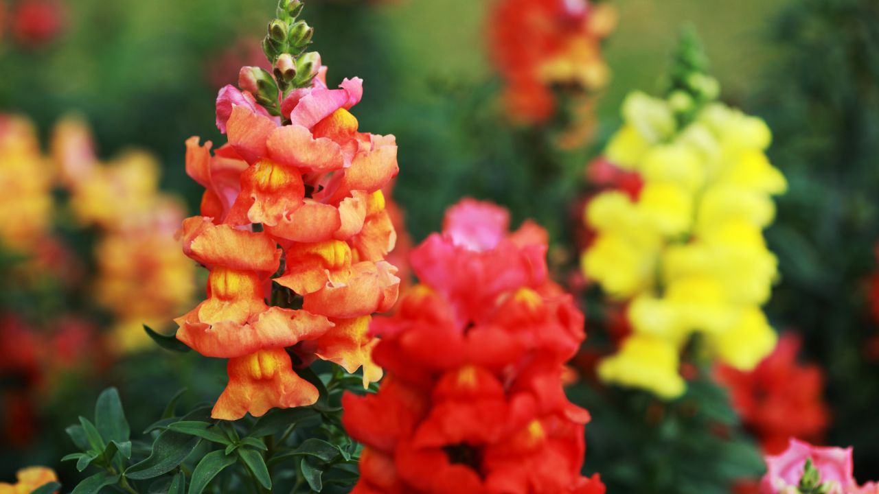 Kwitnące lwie paszcze, nazywane czasami lwie pyszczki