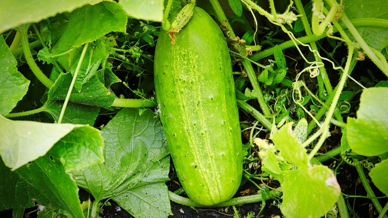 Dojrzewający ogórek na krzaczku