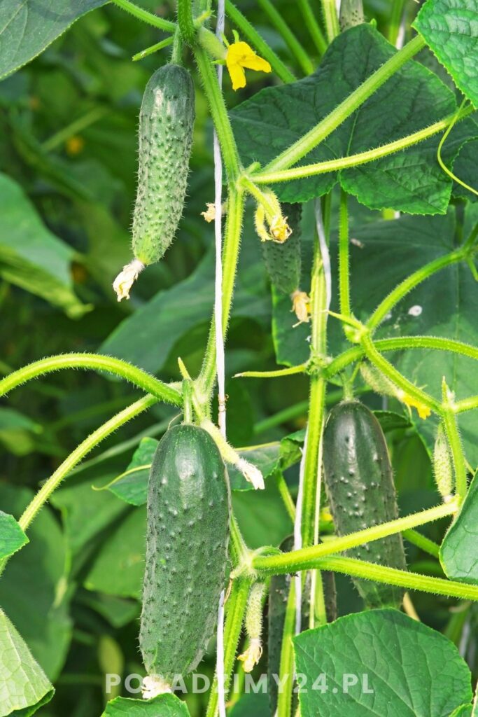 Istnieje wiele roślin, których lepiej nie sadzić obok ogórków