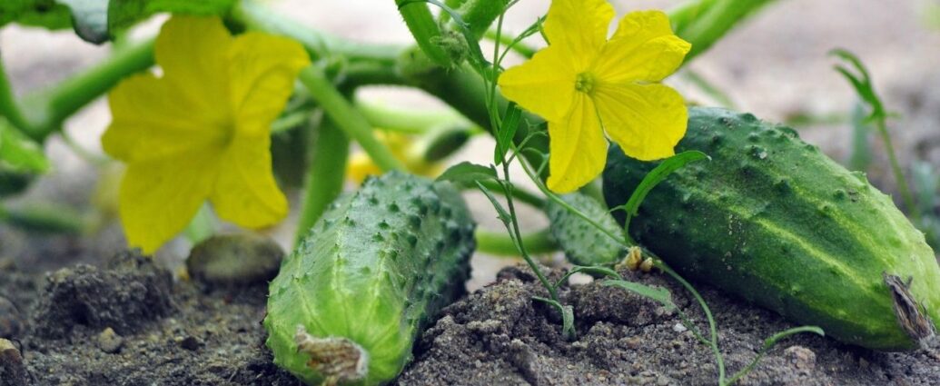 Ogórki w warzywniku